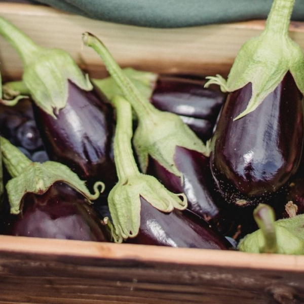 aubergine photo