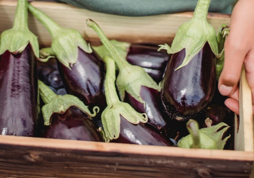 aubergine photo