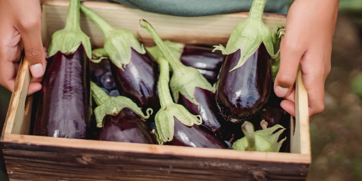 aubergine photo