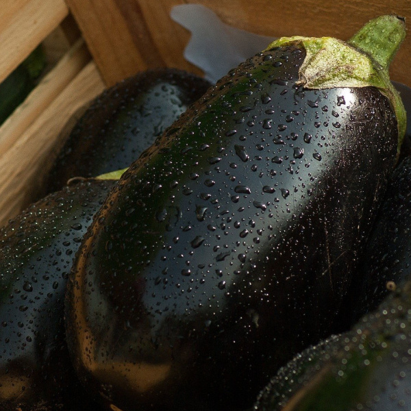 close up on eggplants