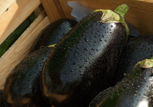 close up on eggplants