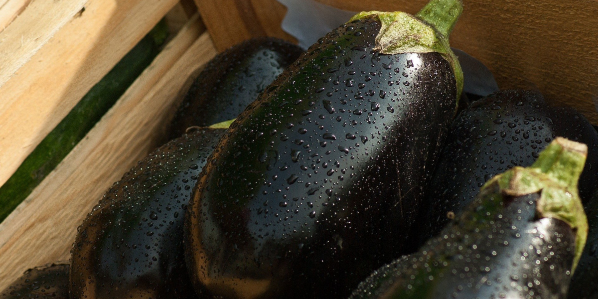 close up on eggplants