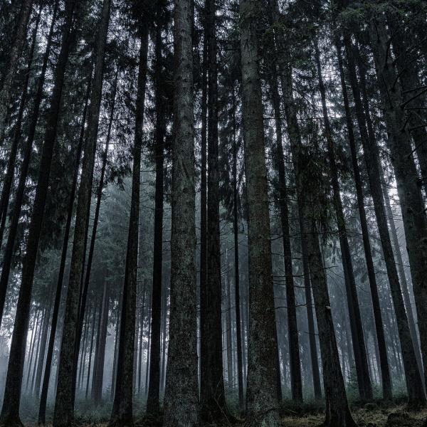 foresta buia con alberi alti