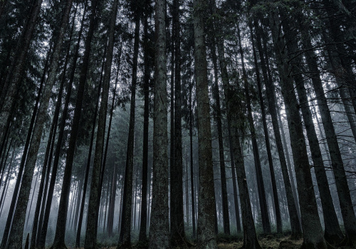 dark forest with high trees