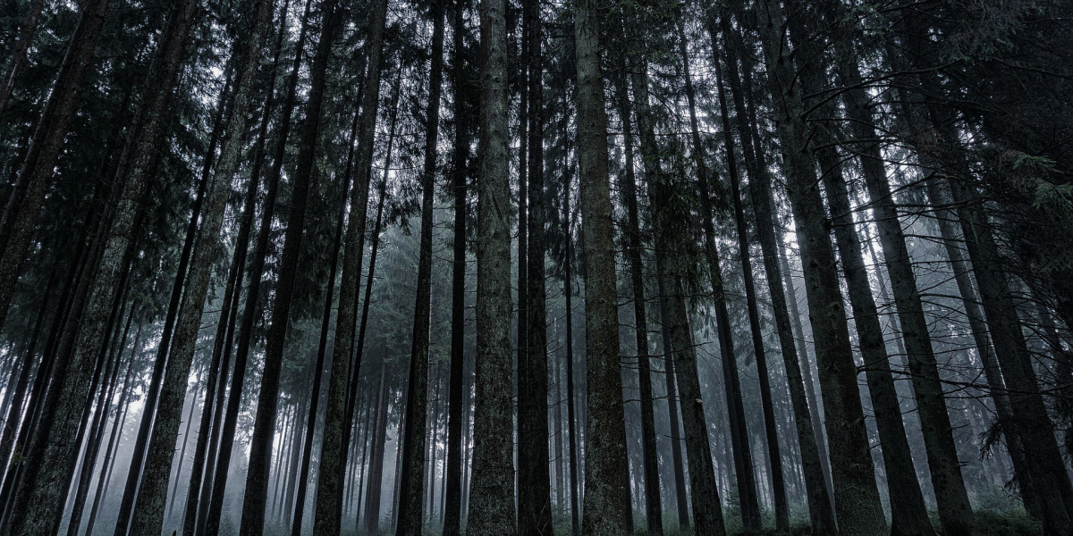 foresta buia con alberi alti