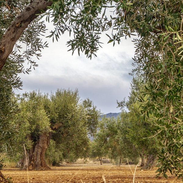 Olio extravergine d'oliva