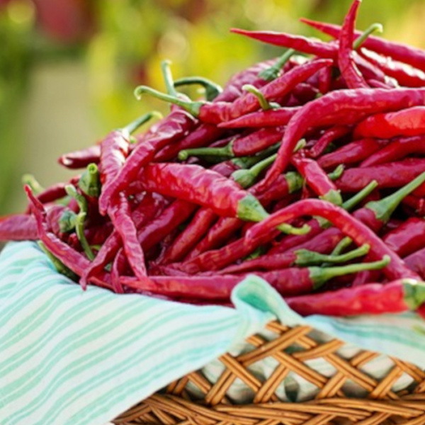 Basket full of red hot peppers