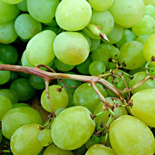 white grapes