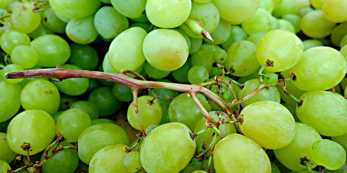 white grapes